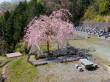 山名霊園 樹木葬 チェリーブロッサム