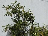 店舗脇の花壇に植えられた樒の木
